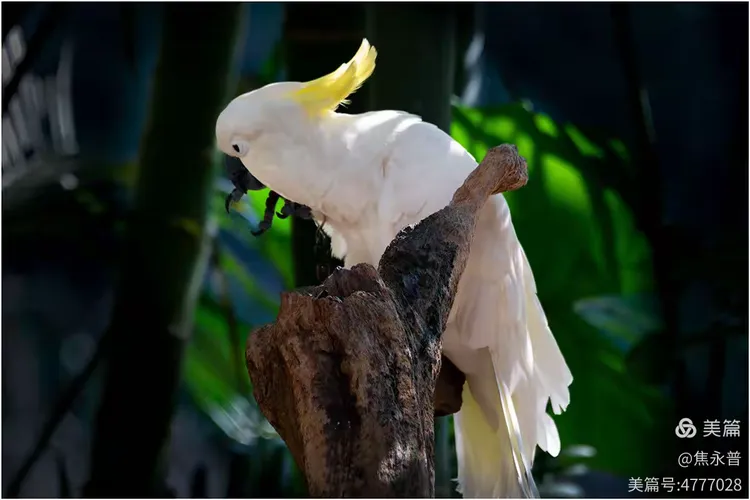 西双版纳曼婷皇家园林里的鹦鹉